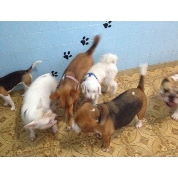 Adestramento de Cães em Santa Paula