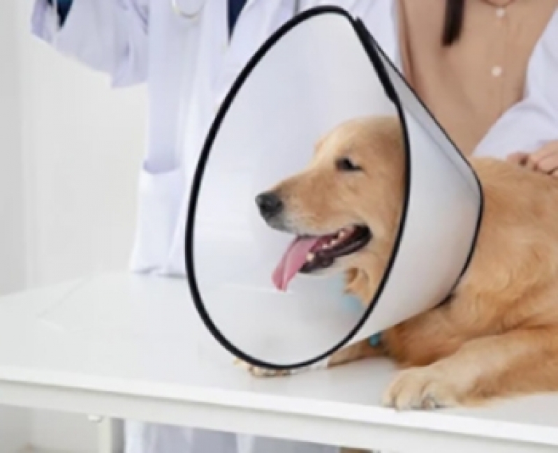 Cirurgia Fêmur Cachorro