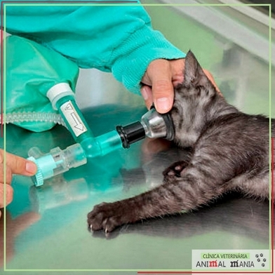Cirurgia Veterinária Castração de Gatos