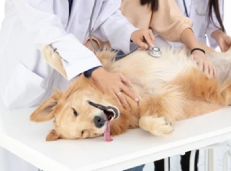 Clínica de Cirurgia em Cachorro