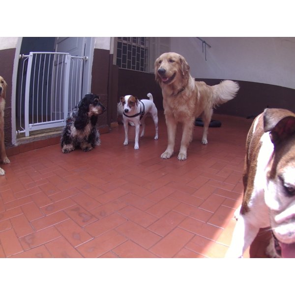 Dog Sitter em São Bernardo