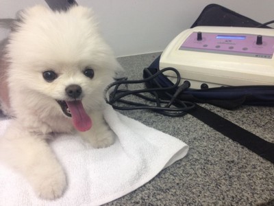 Fisioterapia para Animais Pequenos