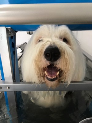 Hidroterapia para Animais com Artrose