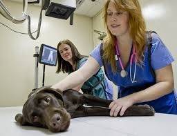 Ortopedia em Cachorros