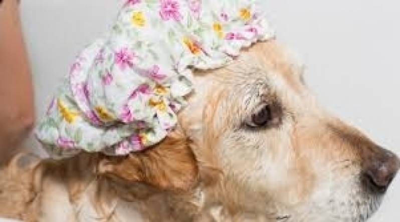 Serviço de Banho e Tosa em Cachorros