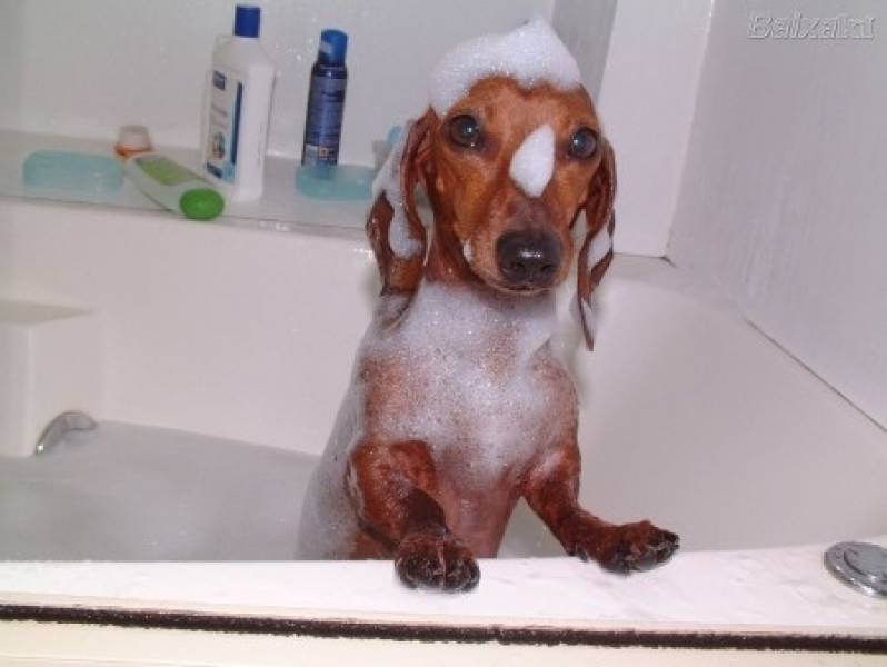 Serviço de Banho em Pet Shop