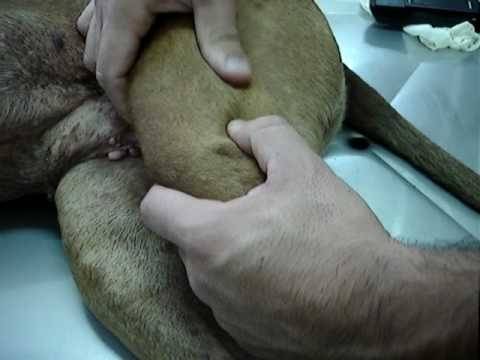 Tratamento de Atopia Canina