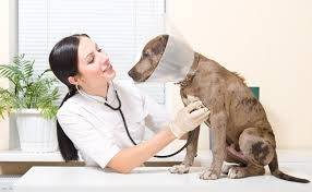 Tratamento de Câncer em Cachorros