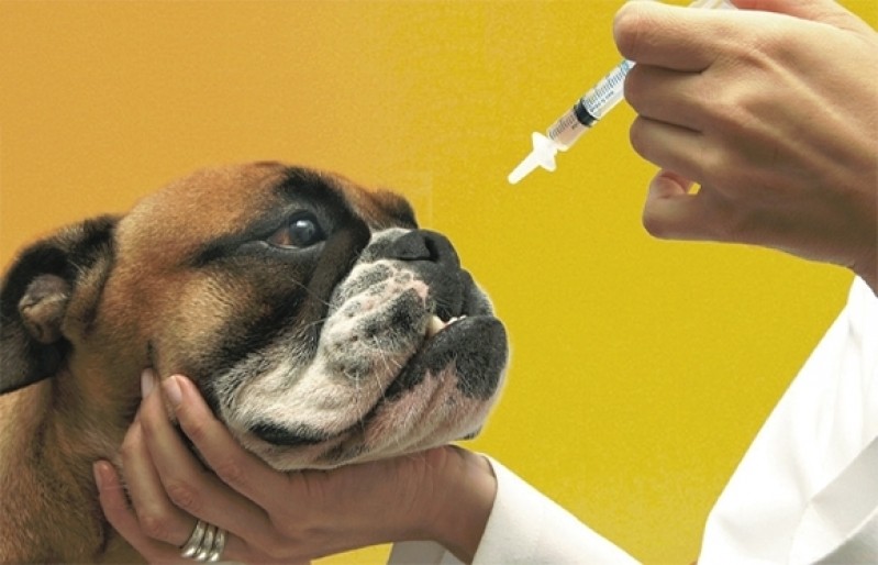 Vacina Múltipla Canina