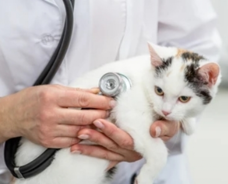 Vacina para Gato Moema