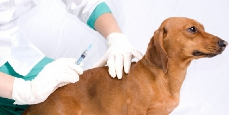 Vacinação em Animais de Estimação