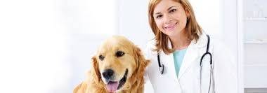 Veterinária para Cães