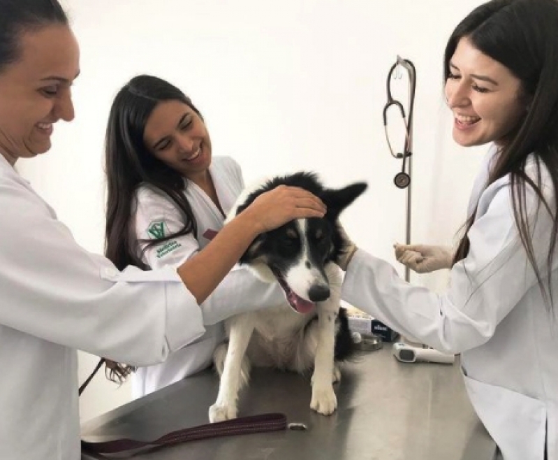 Vacina Raiva Cachorro